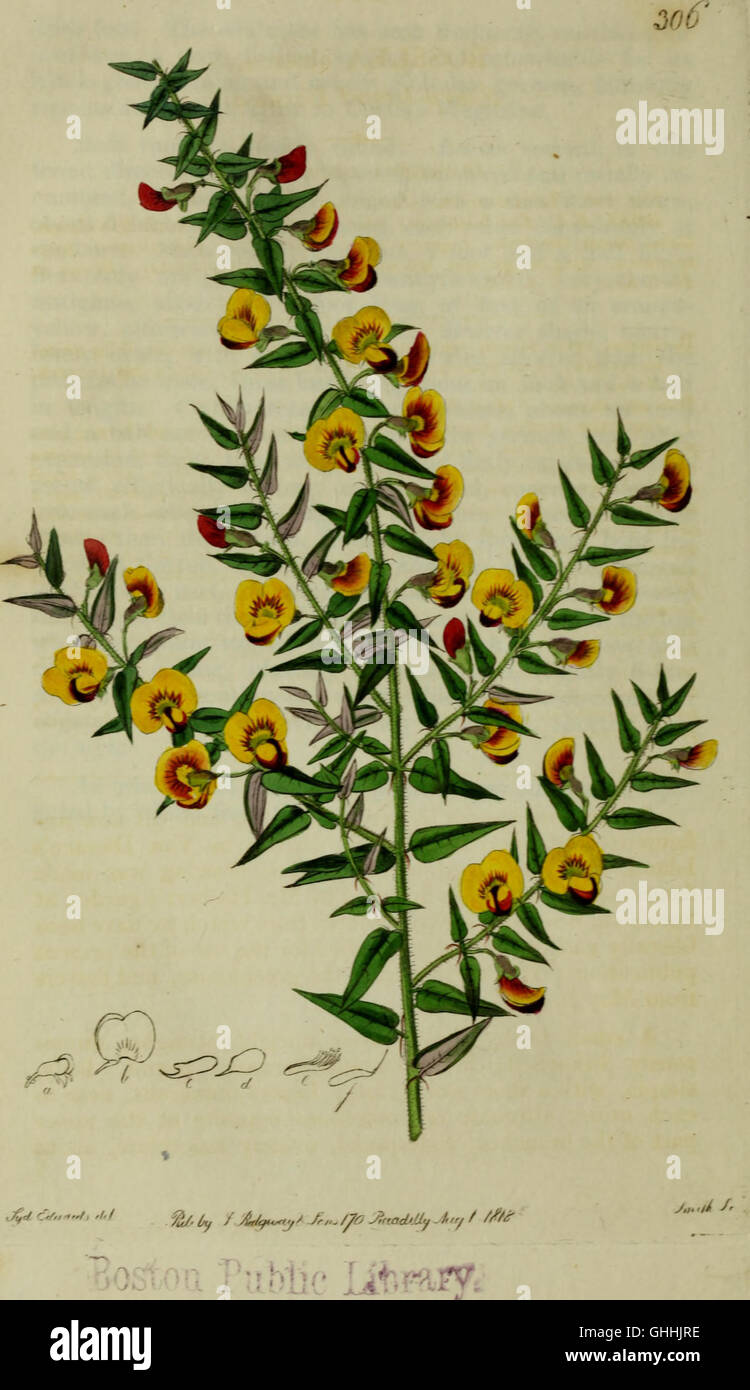 First published in 1815, The Botanical Register is a collection of ...