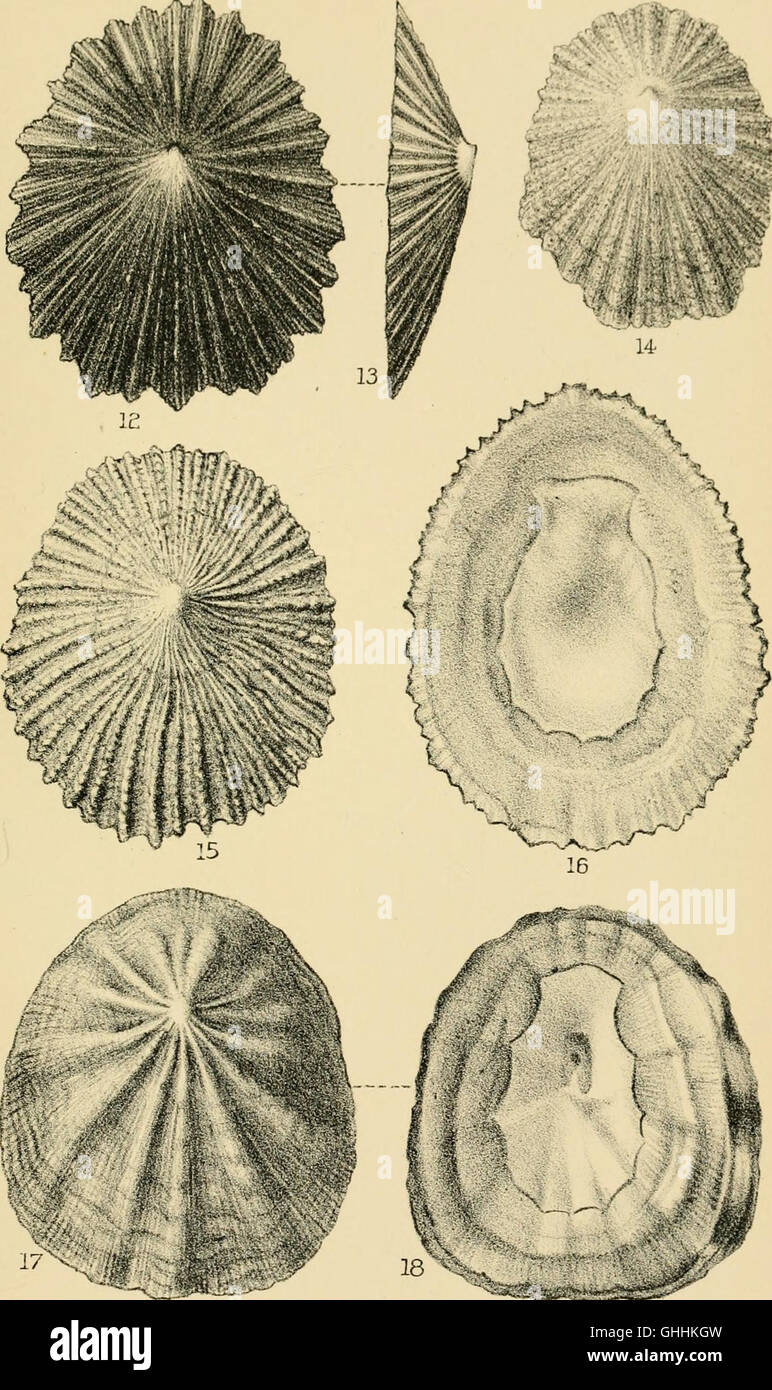 The *Manual of Conchology* (1891) is a comprehensive guide to shell ...