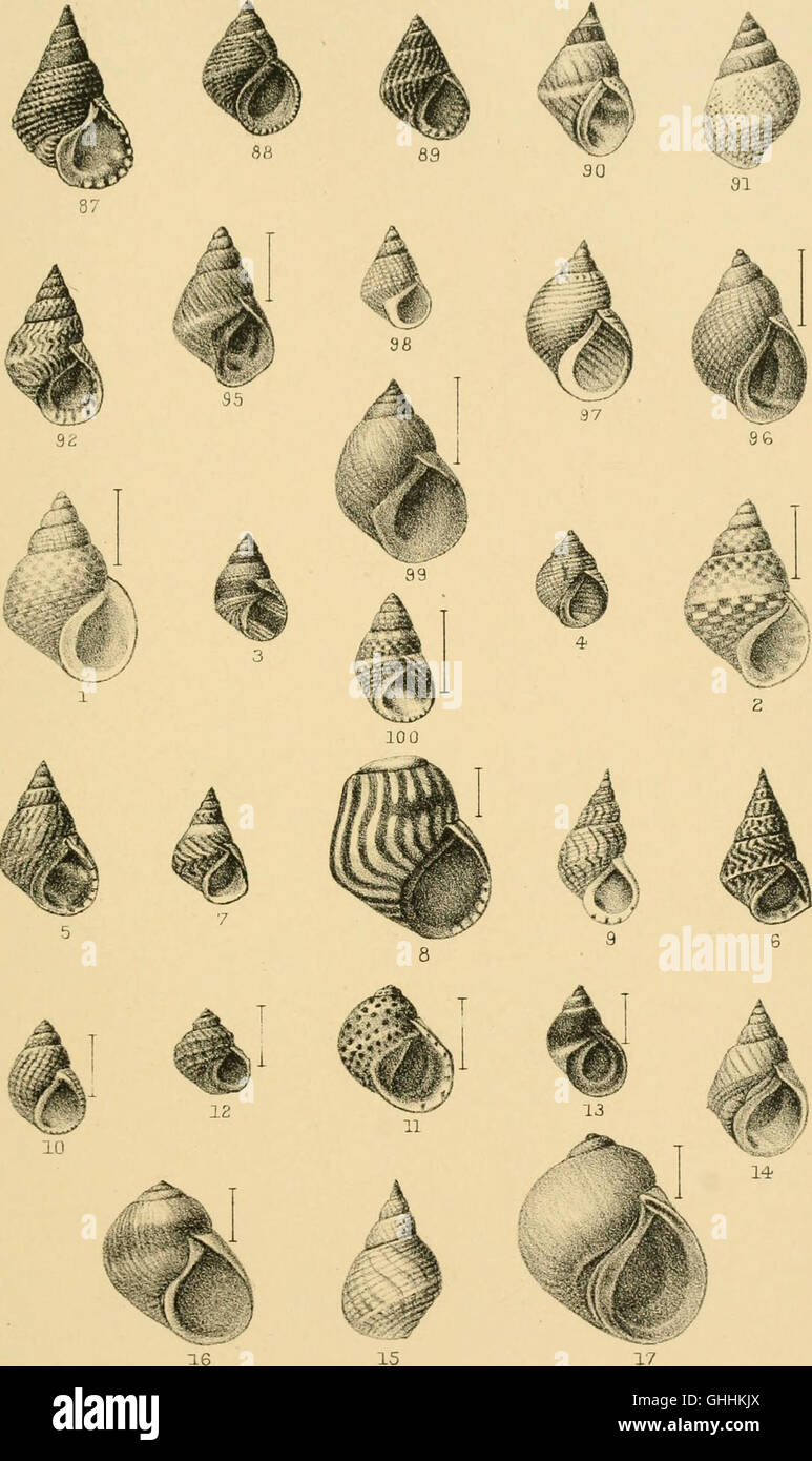This 1887 manual offers an in-depth guide to conchology, the study of ...