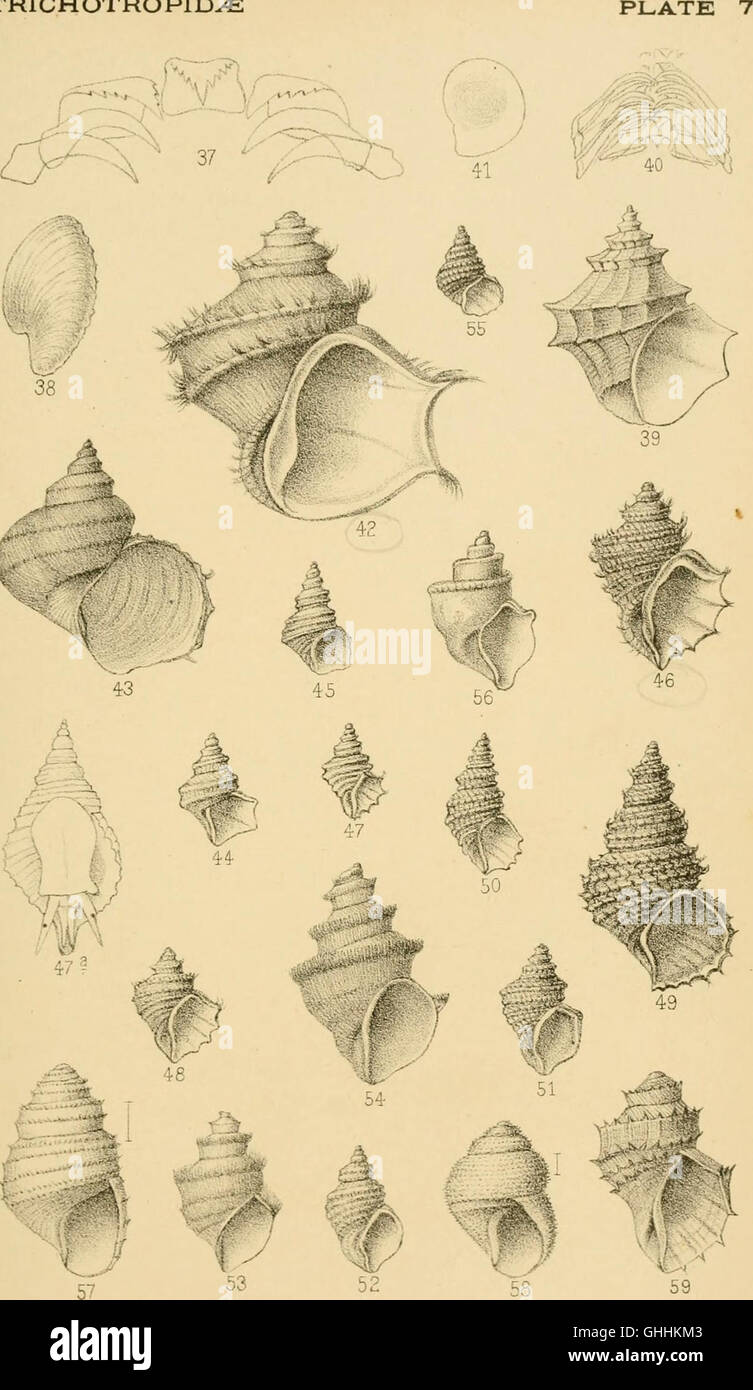 'Manual of Conchology' (1887) provides a comprehensive guide to the ...