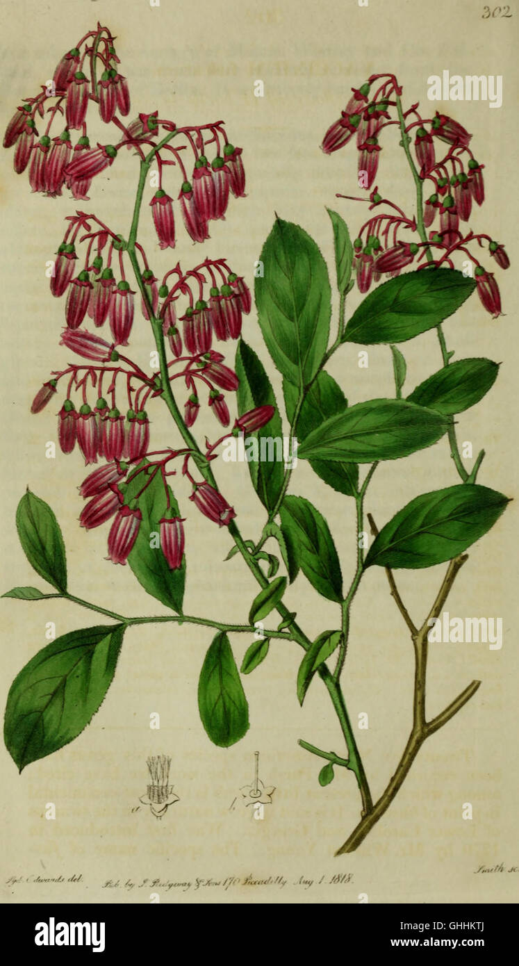 The 'Botanical Register' (1815) features detailed colored illustrations ...
