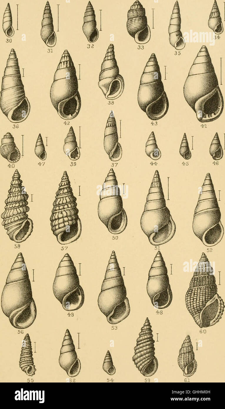 This 1887 manual provides a detailed guide to conchology, the study of ...