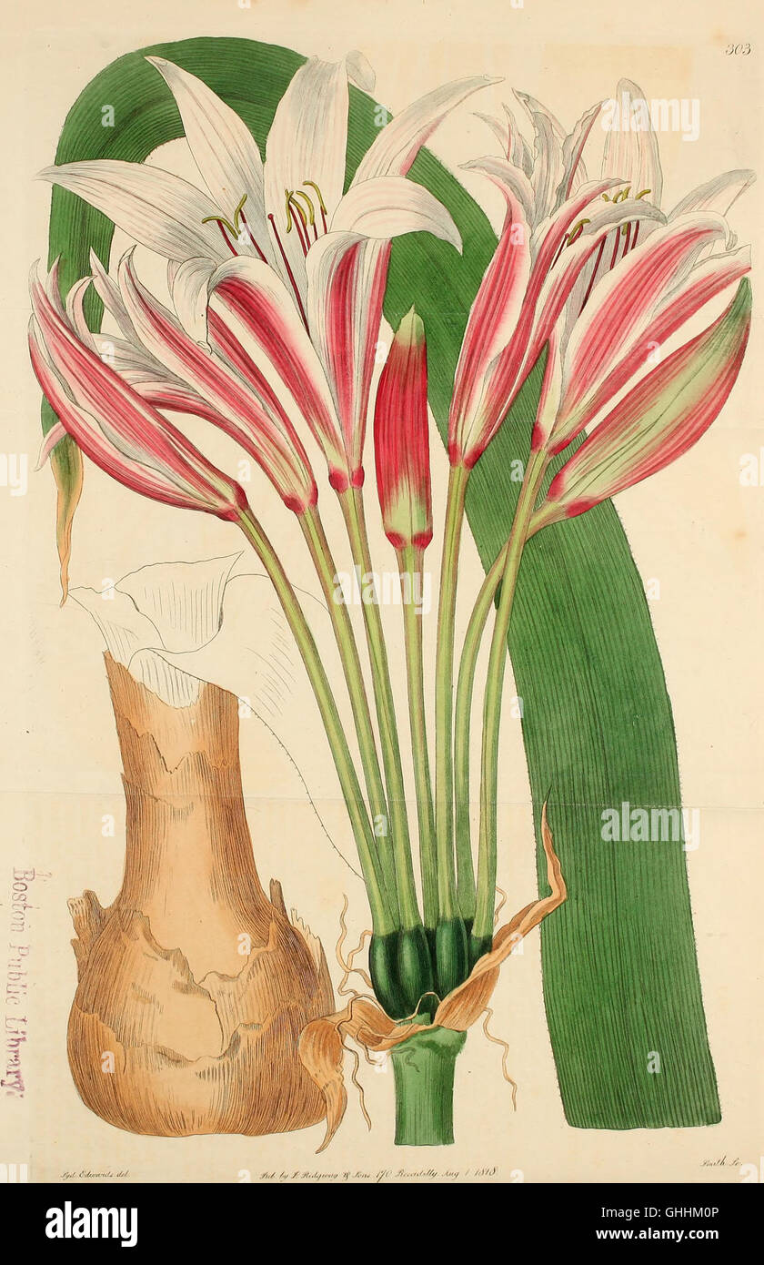 The Botanical Register (1815) features detailed illustrations of ...