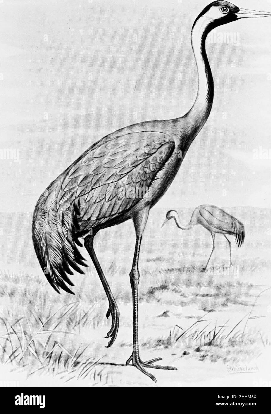 British birds with their nests and eggs (1896 Stock Photo Alamy