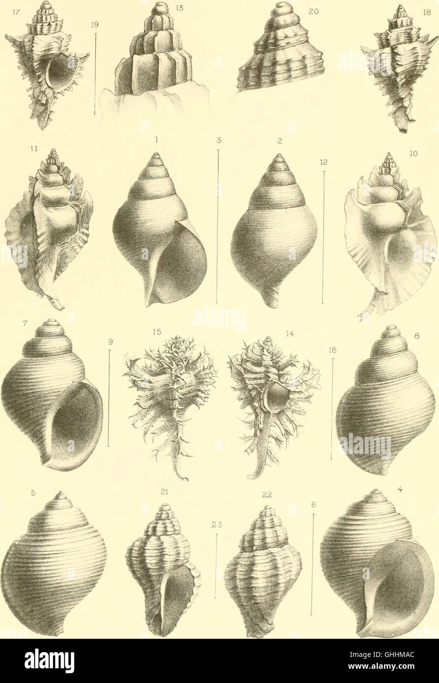 Mollusques testacés (1897) focuses on a comprehensive study of ...