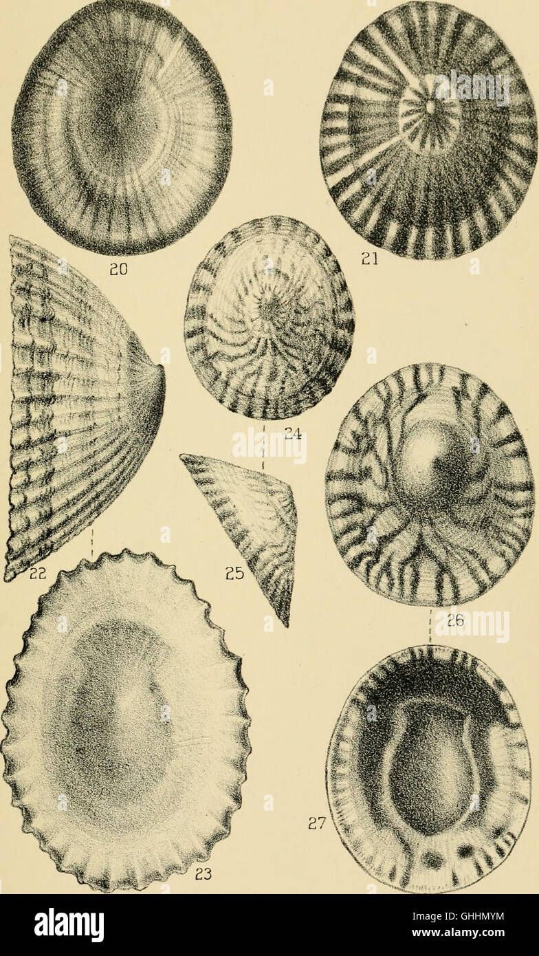 The 1891 'Manual of Conchology' provides an in-depth examination of ...