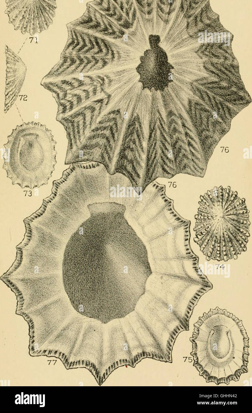 An in-depth study of conchology, the science of shells, providing ...