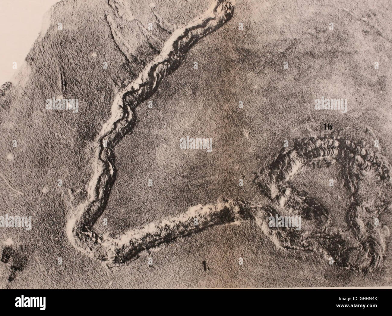 Contributions to paleontology (1929 Stock Photo Alamy
