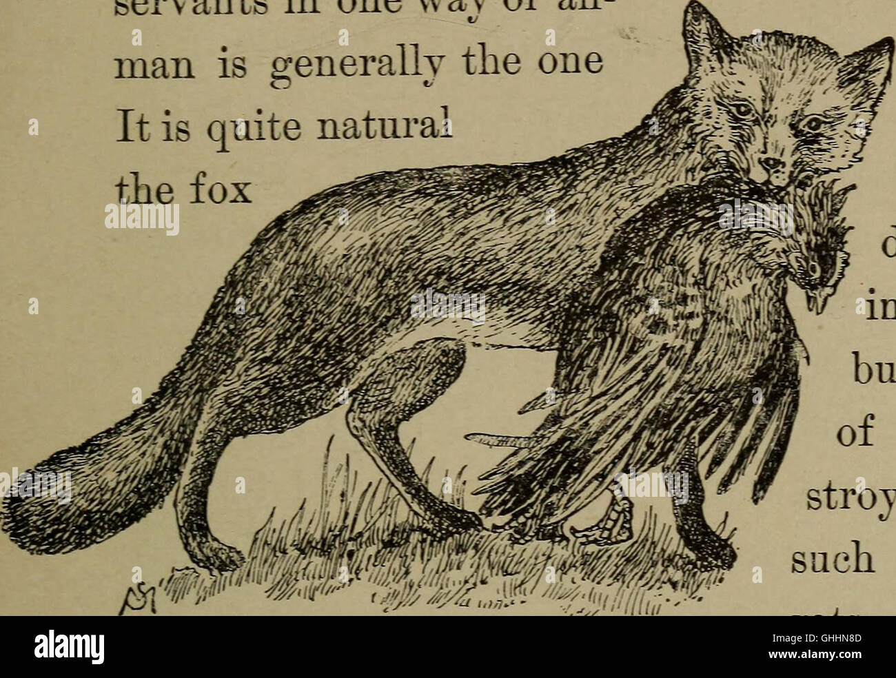 Familiar life in field and forest; the animals, birds, frogs, and salamanders (1898) Stock Photo