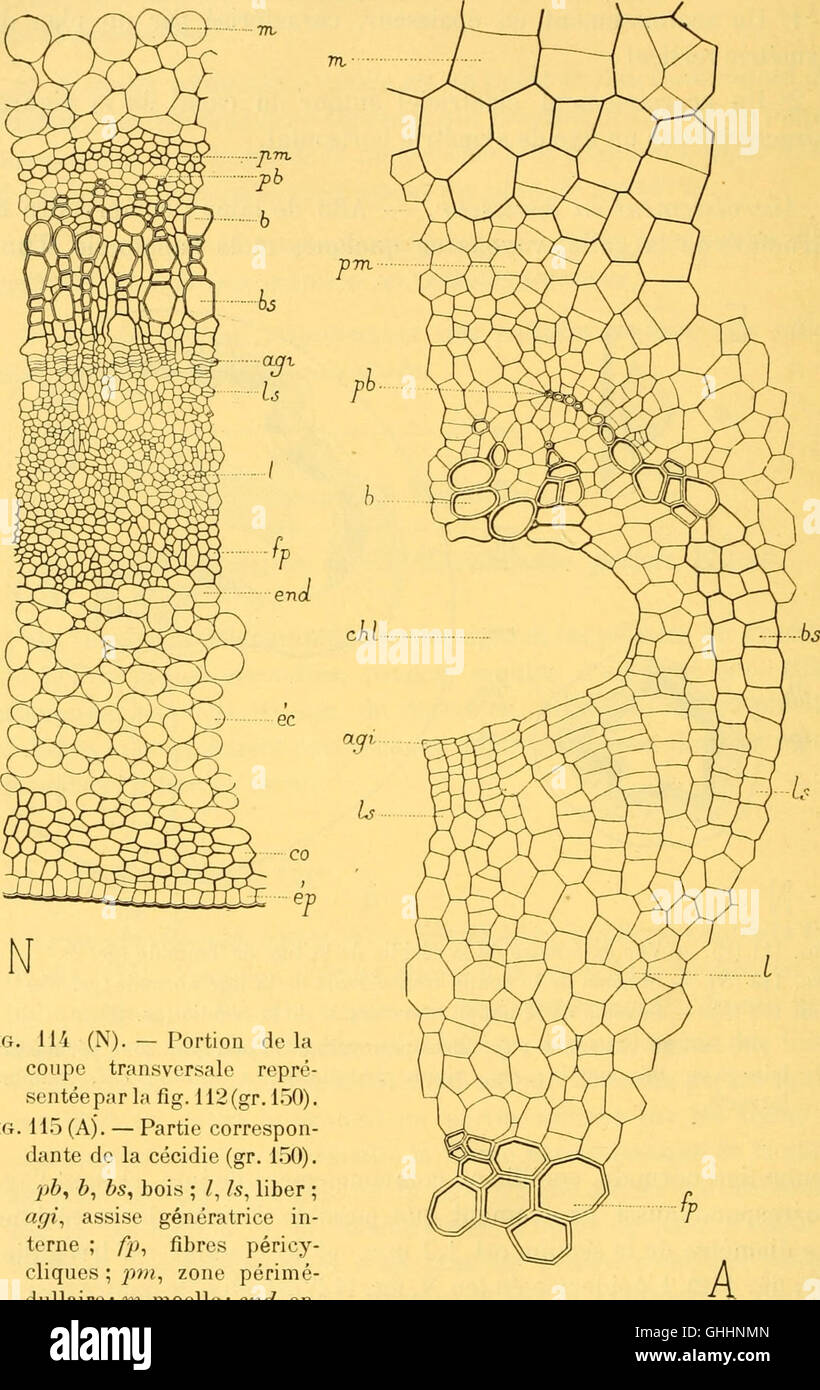 Bulletin biologique de la France et de la Belgique (1904) Stock Photo