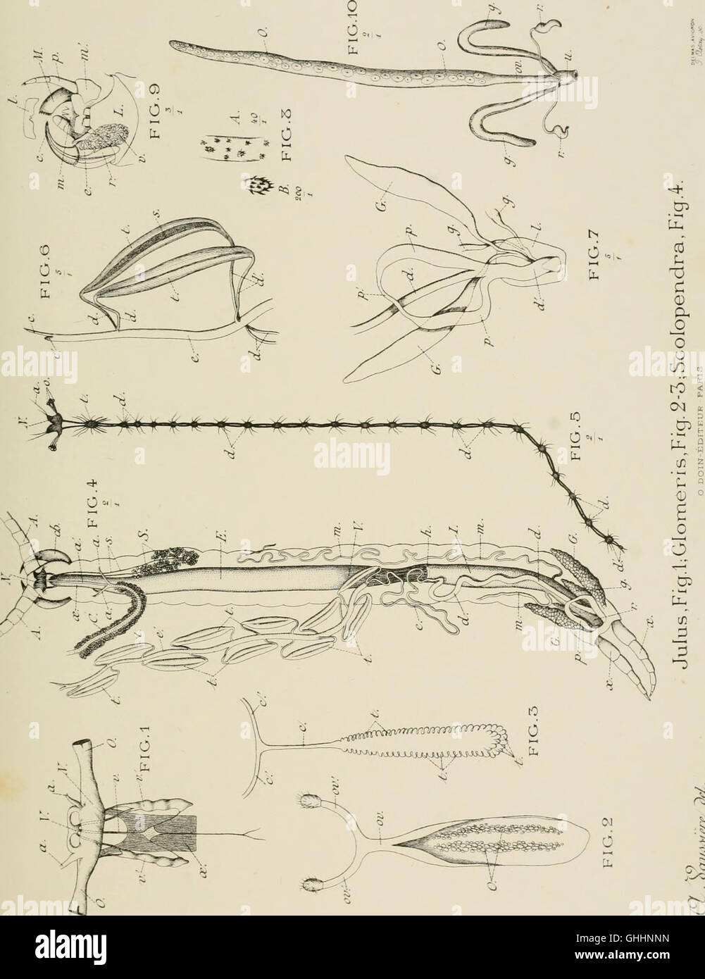 atlas-d-anatomie-compar-e-des-invert-br-s-1888-stock-photo-alamy