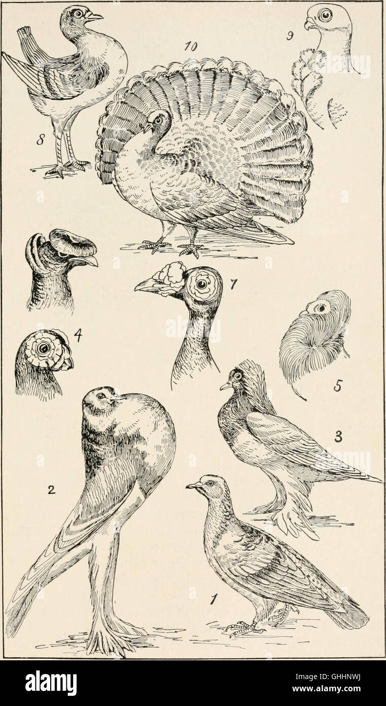 Evolution and animal life; an elementary discussion of facts, processes,  laws and theories relating to the life and evolution of animals (1907 Stock  Photo - Alamy