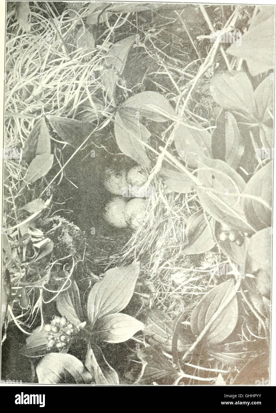 'The Bird, Its Form and Function' (1906) is a scientific study that ...