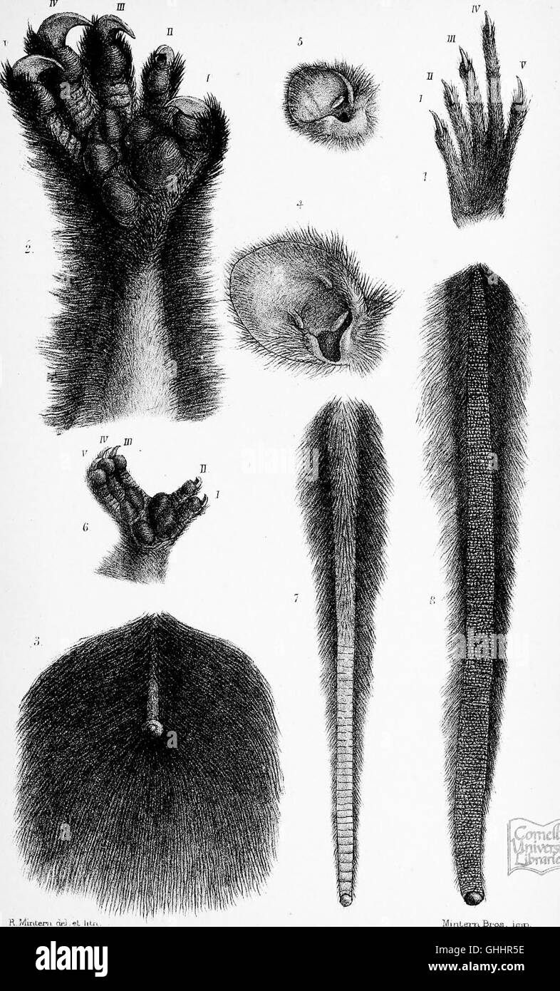 This 1888 catalog details the collection of marsupials and monotremes