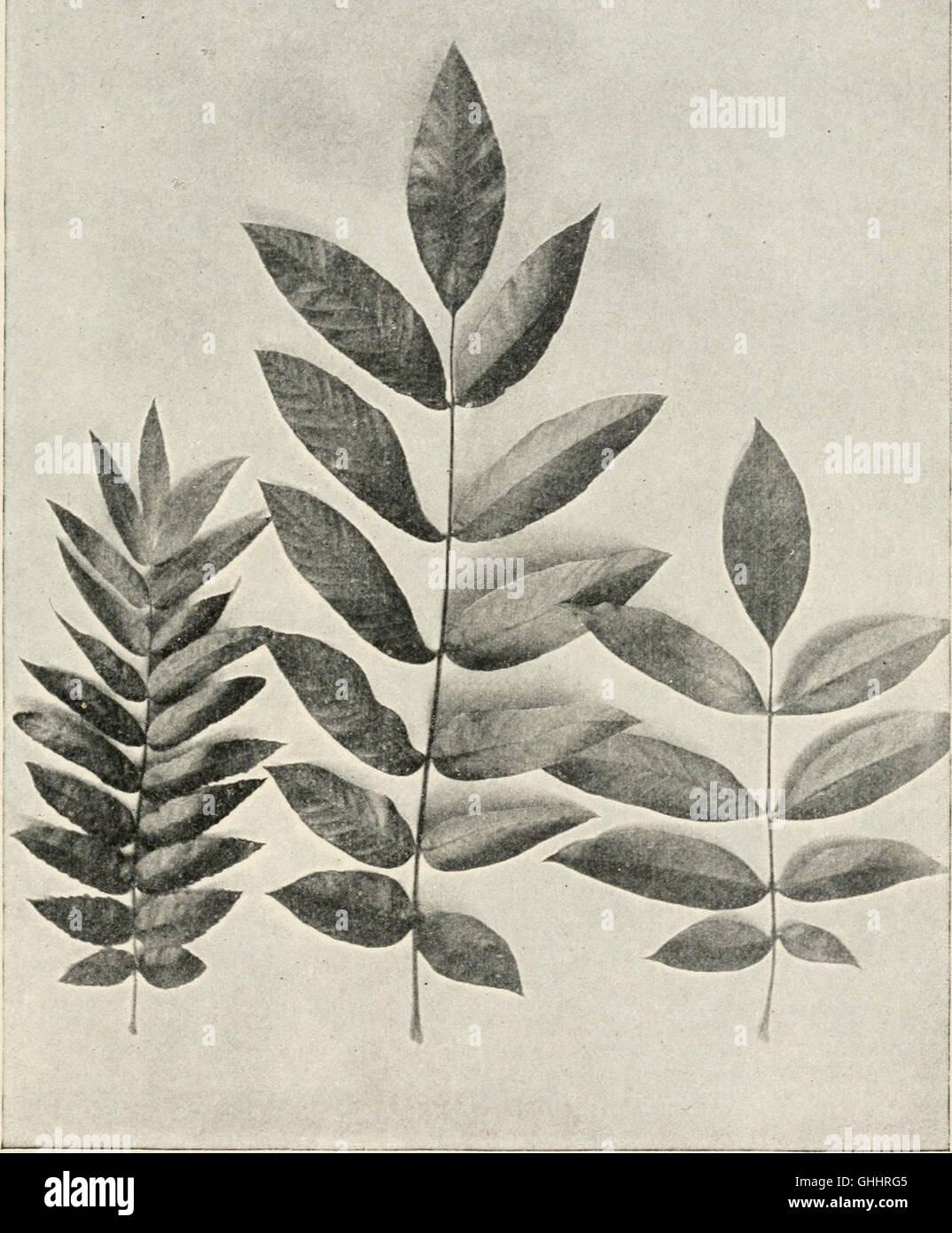 Evolution and animal life; an elementary discussion of facts, processes ...