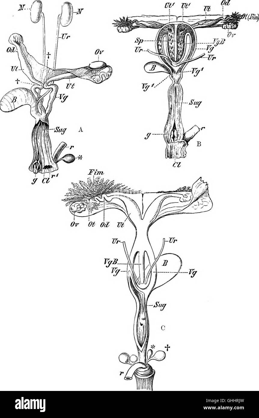 This 1897 work presents a detailed study of the comparative anatomy of ...