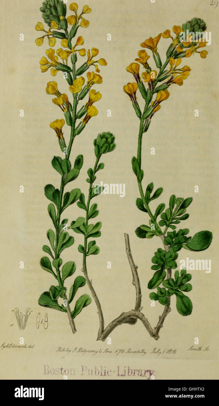 This 1815 publication, 'The Botanical Register,' features detailed ...
