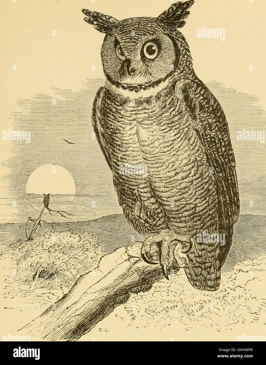 A popular handbook of the ornithology of the United States and Canada, based on Nuttall's Manual (1891) Stock Photo