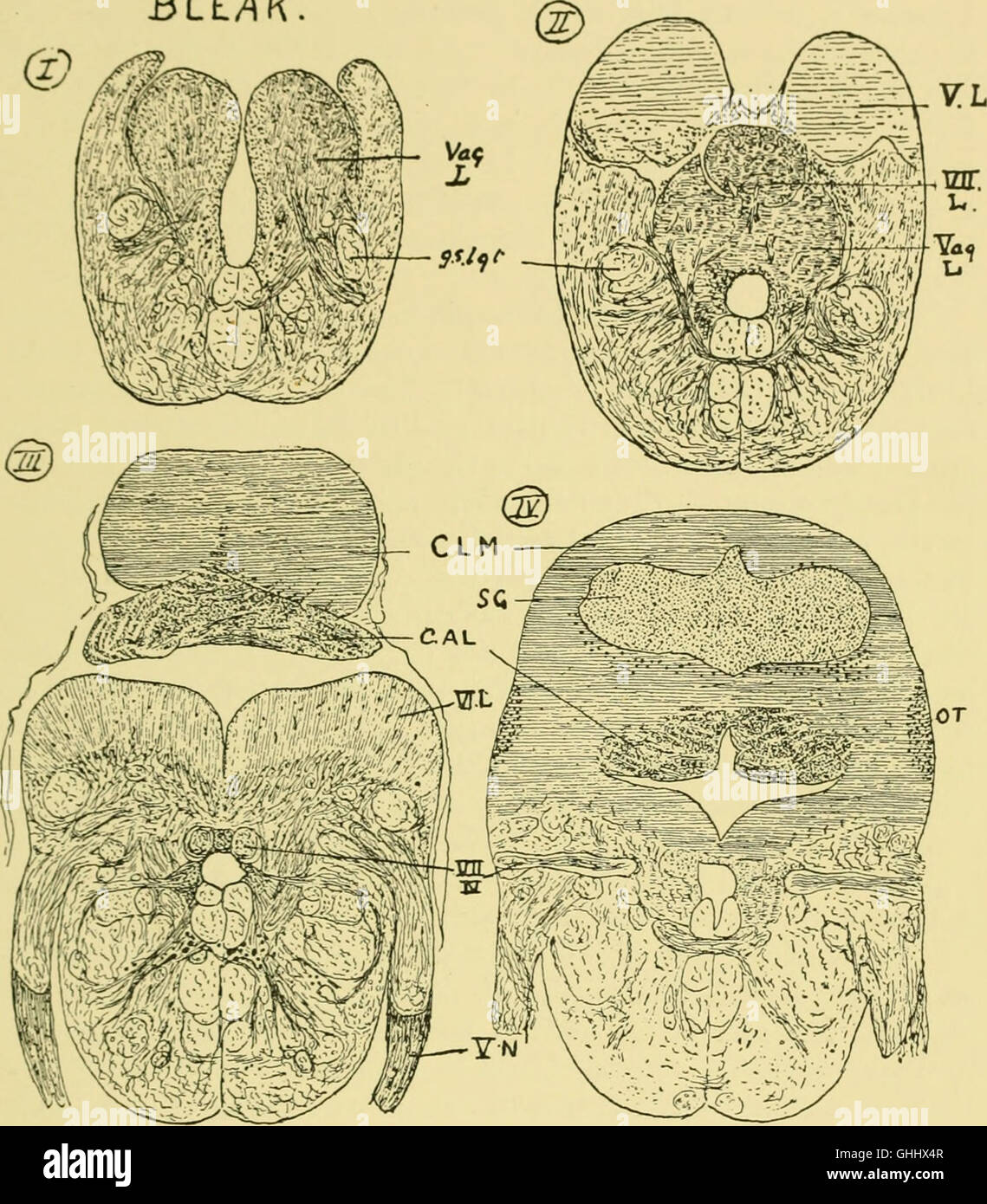 This study, published in 1940, examines the brain structure and ...
