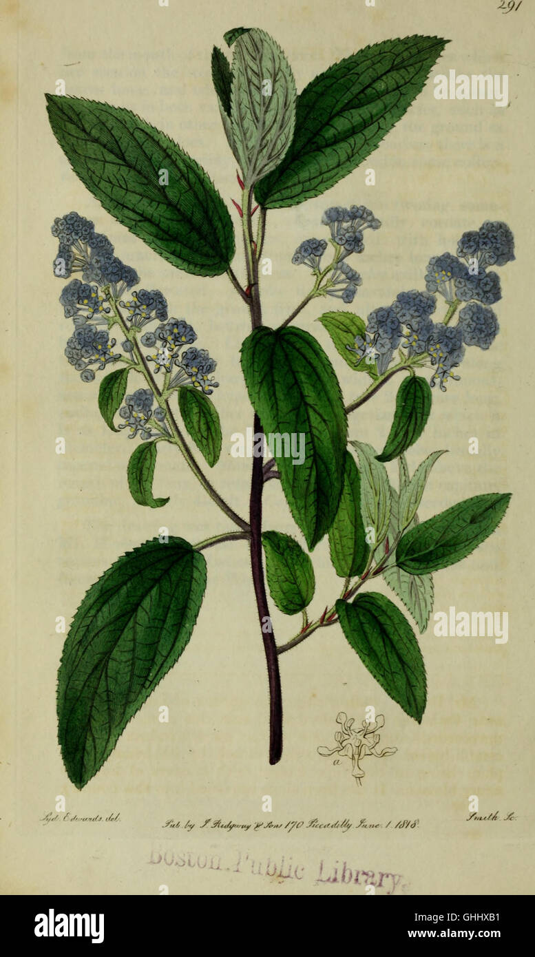 The Botanical Register, published in 1815, features detailed colored ...