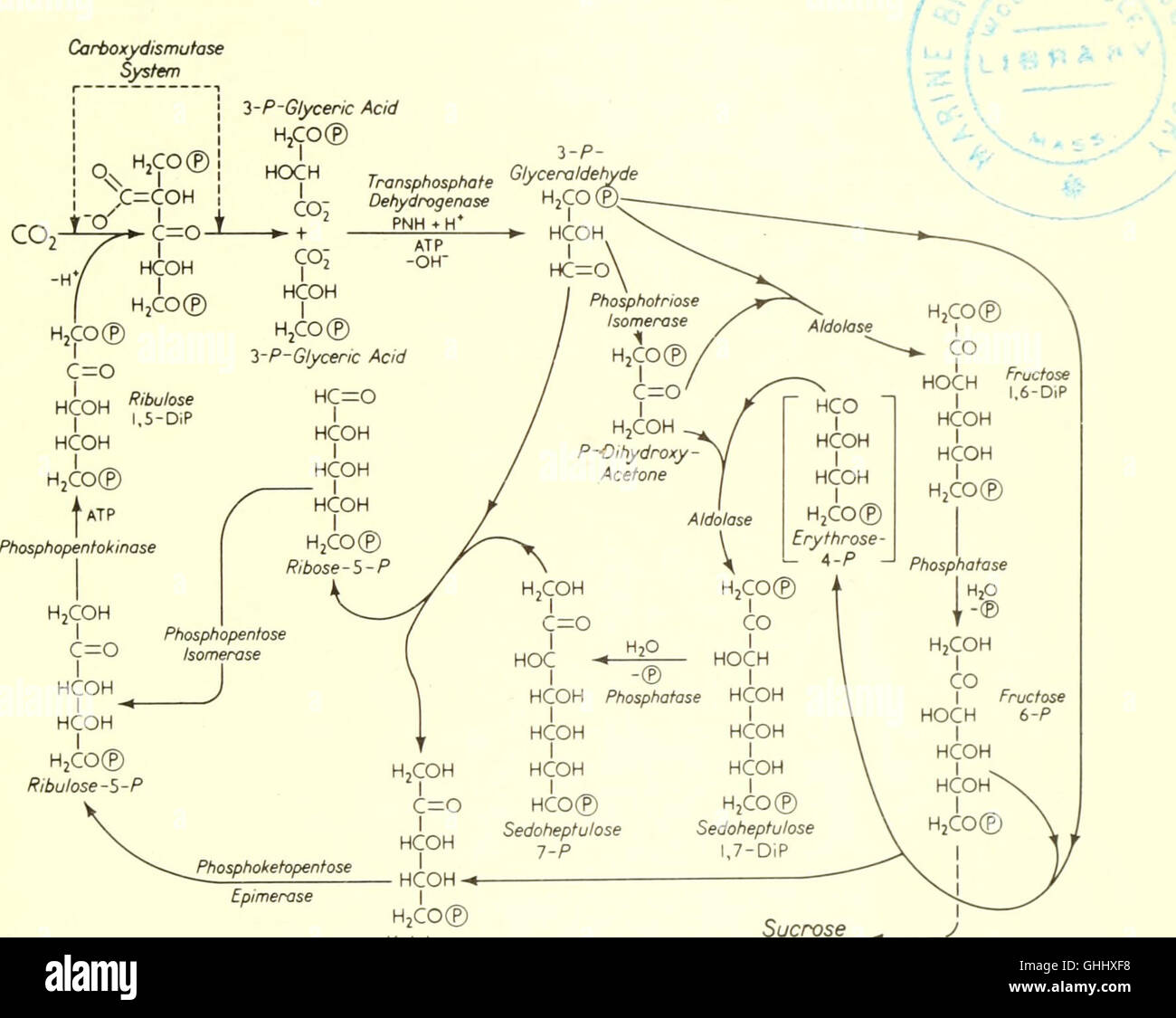 Biophysical science (1962) Stock Photo