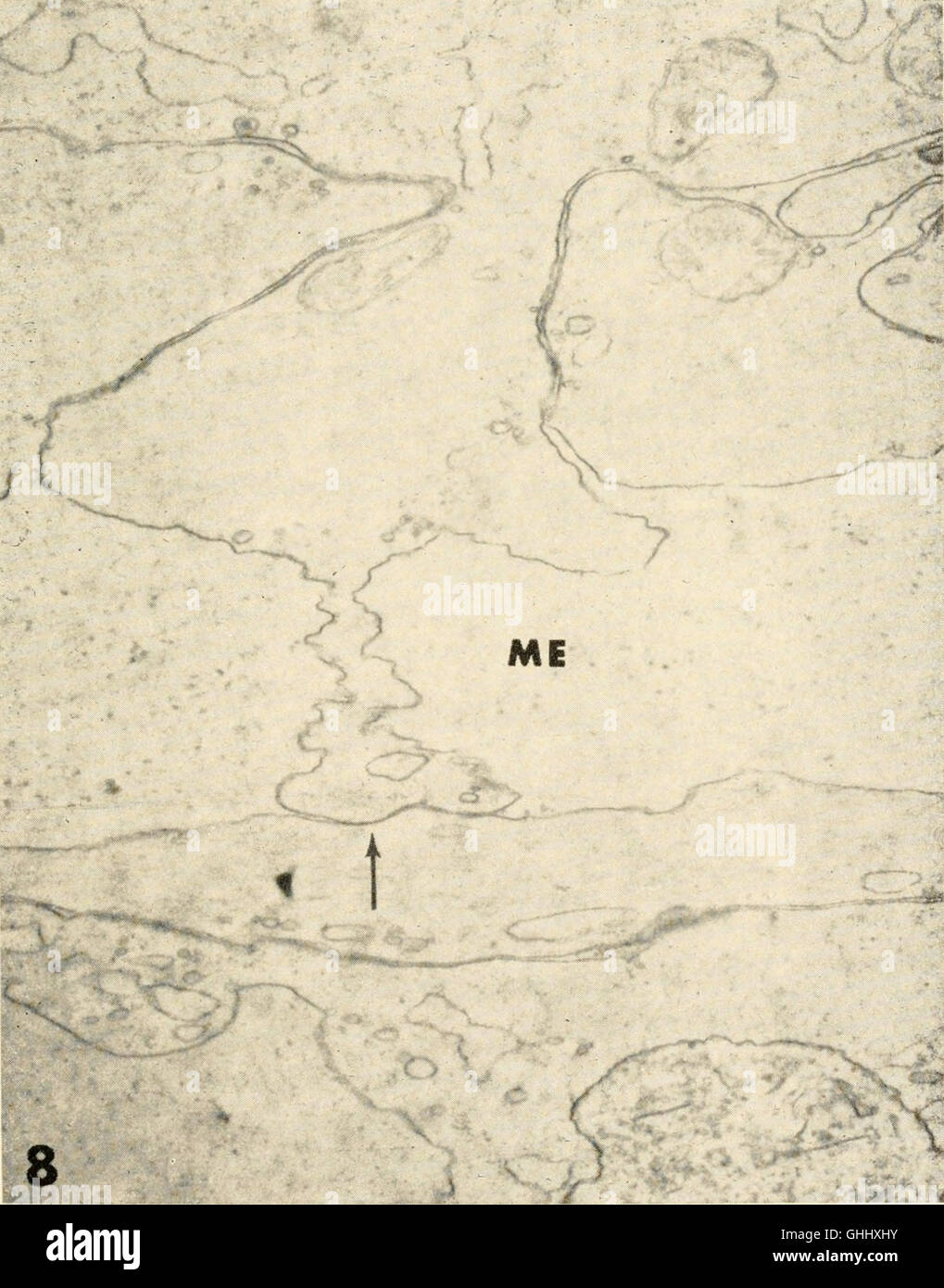 The biology of hydra and of some other coelenterates, 1961 (1961 Stock