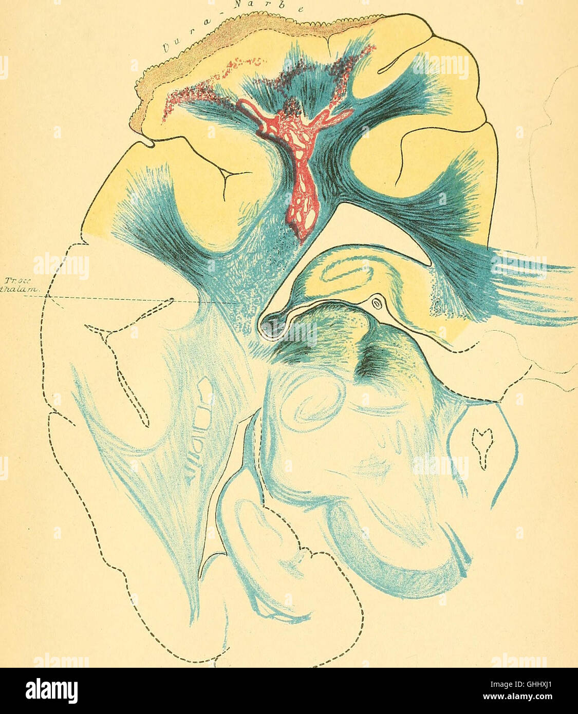 This 1904 collection of studies explores the physiological and clinical ...