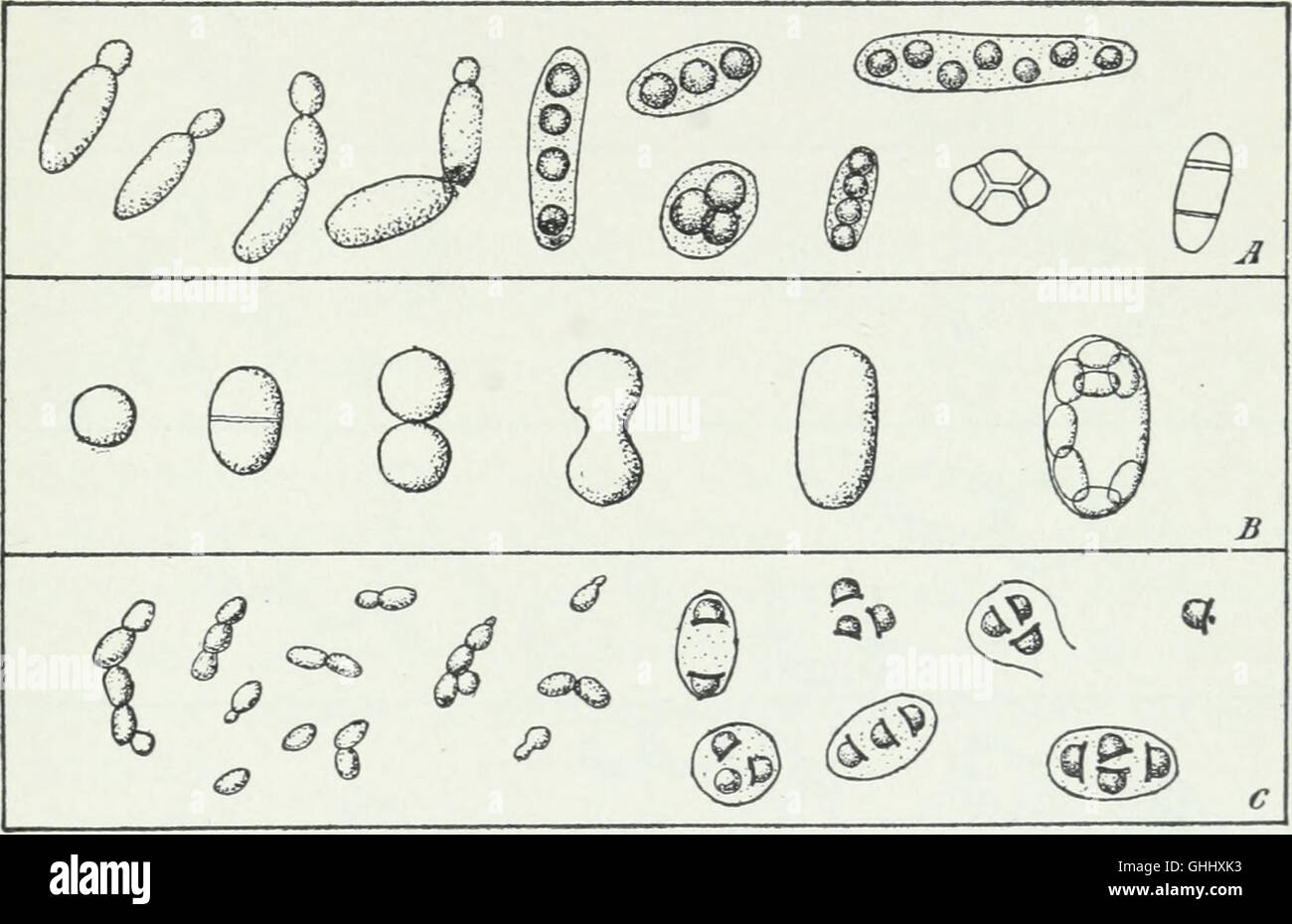 Bacteriological methods in food and drug laboratories, with an