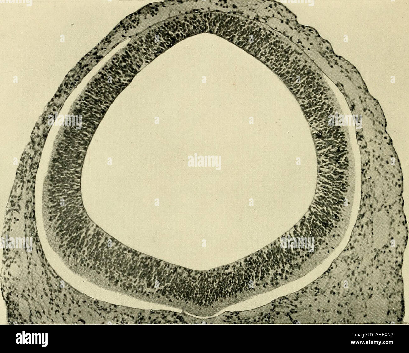 This 1904 study explores the development of the human brain during the ...