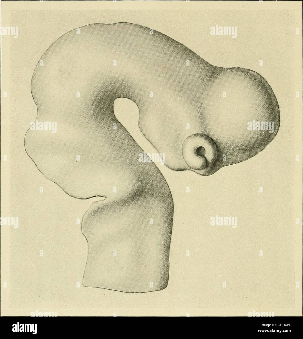 A 1904 German scientific study on the development of the human brain ...
