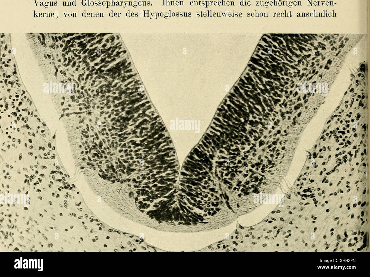 This 1904 study, titled *The Development of the Human Brain in the ...
