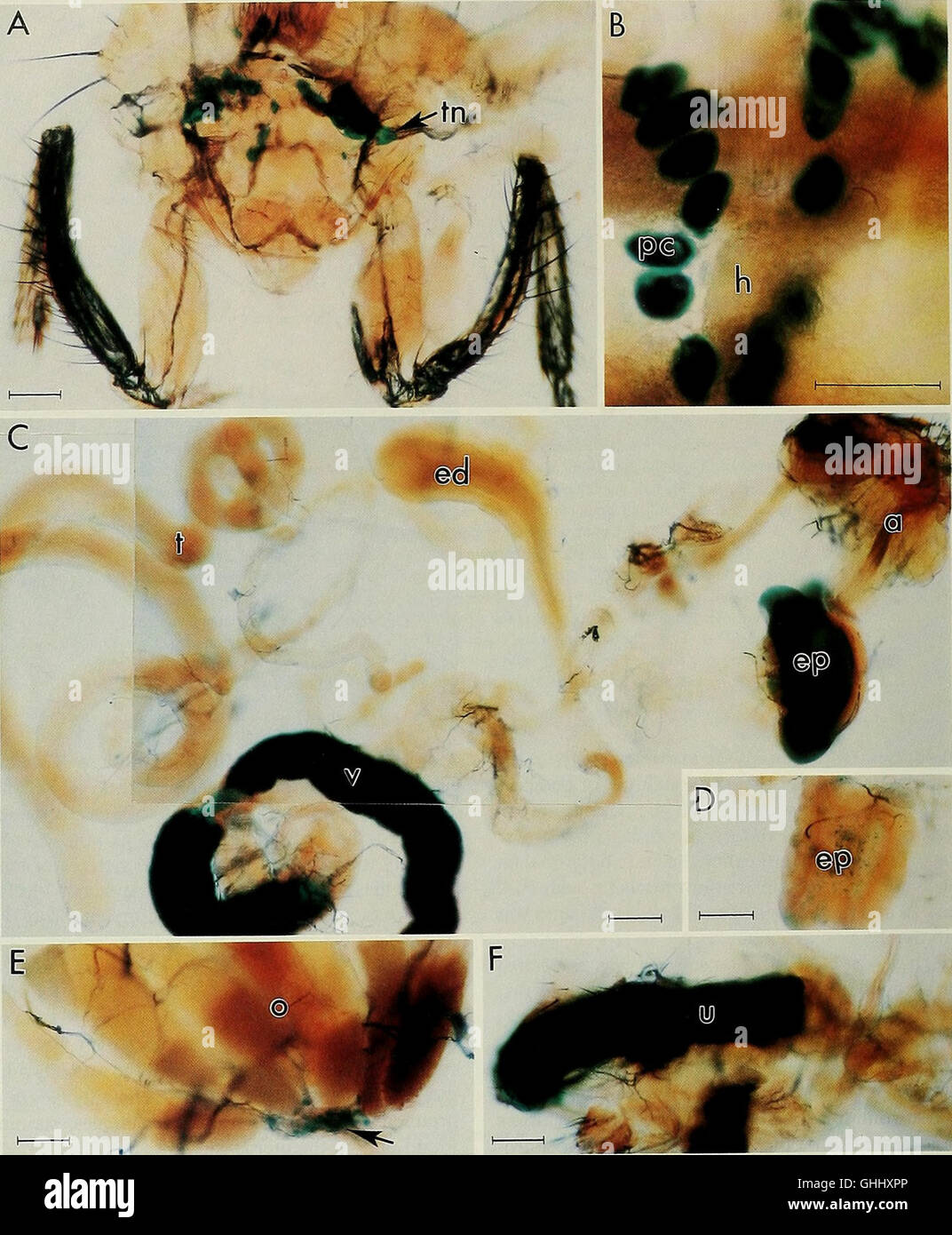 The Biological bulletin (1996 Stock Photo Alamy