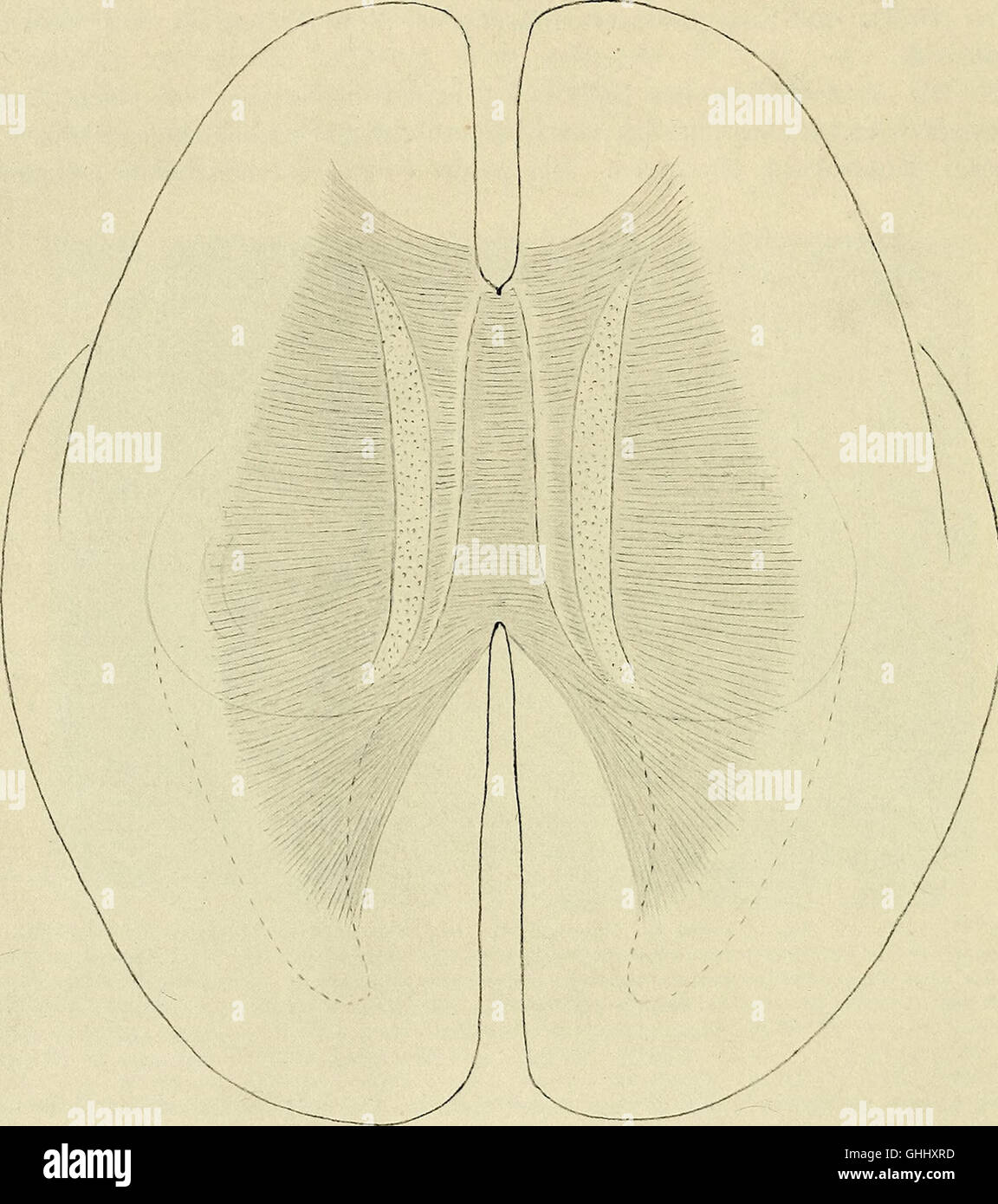 This 1904 work, titled 'The Development of the Human Brain During the ...