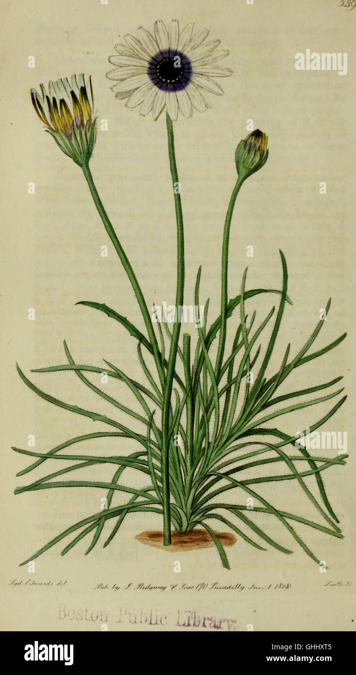 The Botanical Register, first published in 1815, showcases colored ...