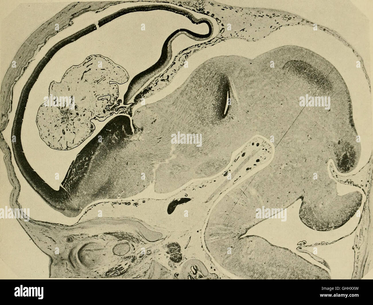 This 1904 work presents research findings on the development of the ...
