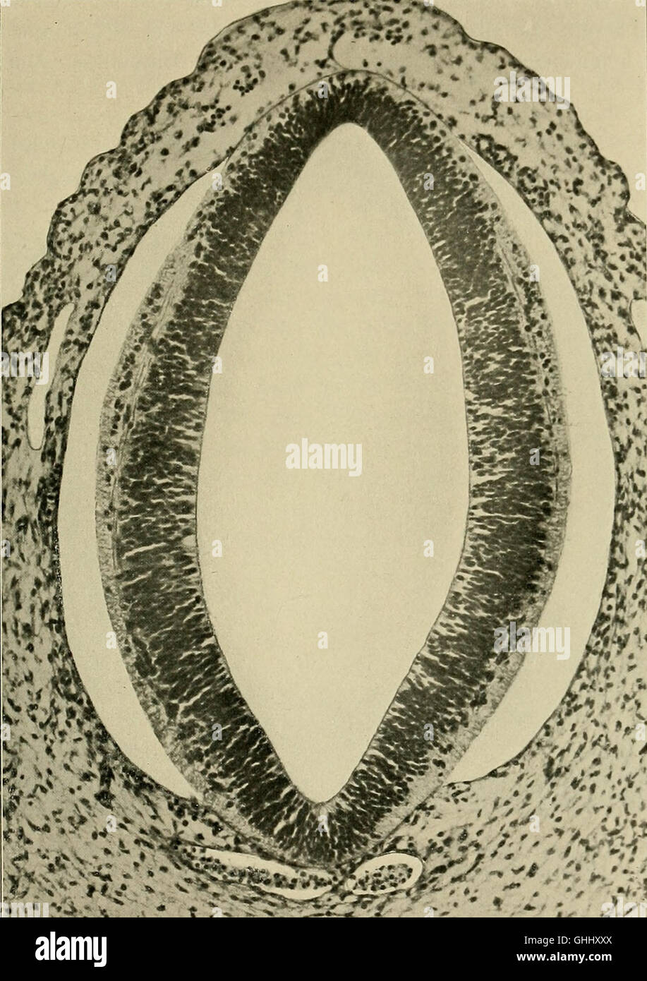 This 1904 study focuses on the development of the human brain during ...