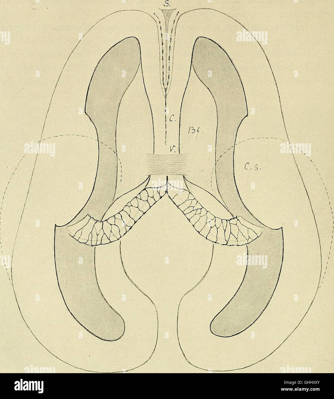 This 1904 study explores the development of the human brain during the ...