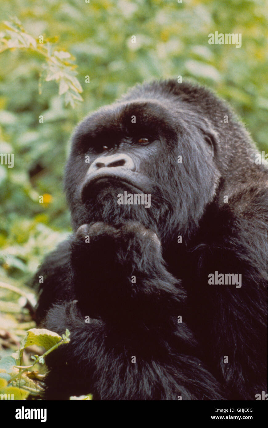 The story of dian fossey hi-res stock photography and images - Alamy