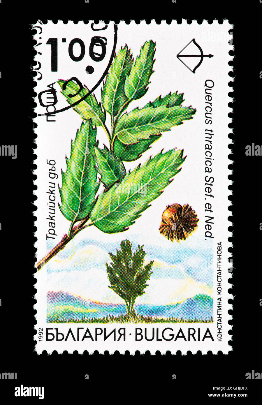 Postage stamp from Bulgaria depicting the seeds, leaves and tree of a Turkey oak or Austrian oak (Quercus thracica) Stock Photo