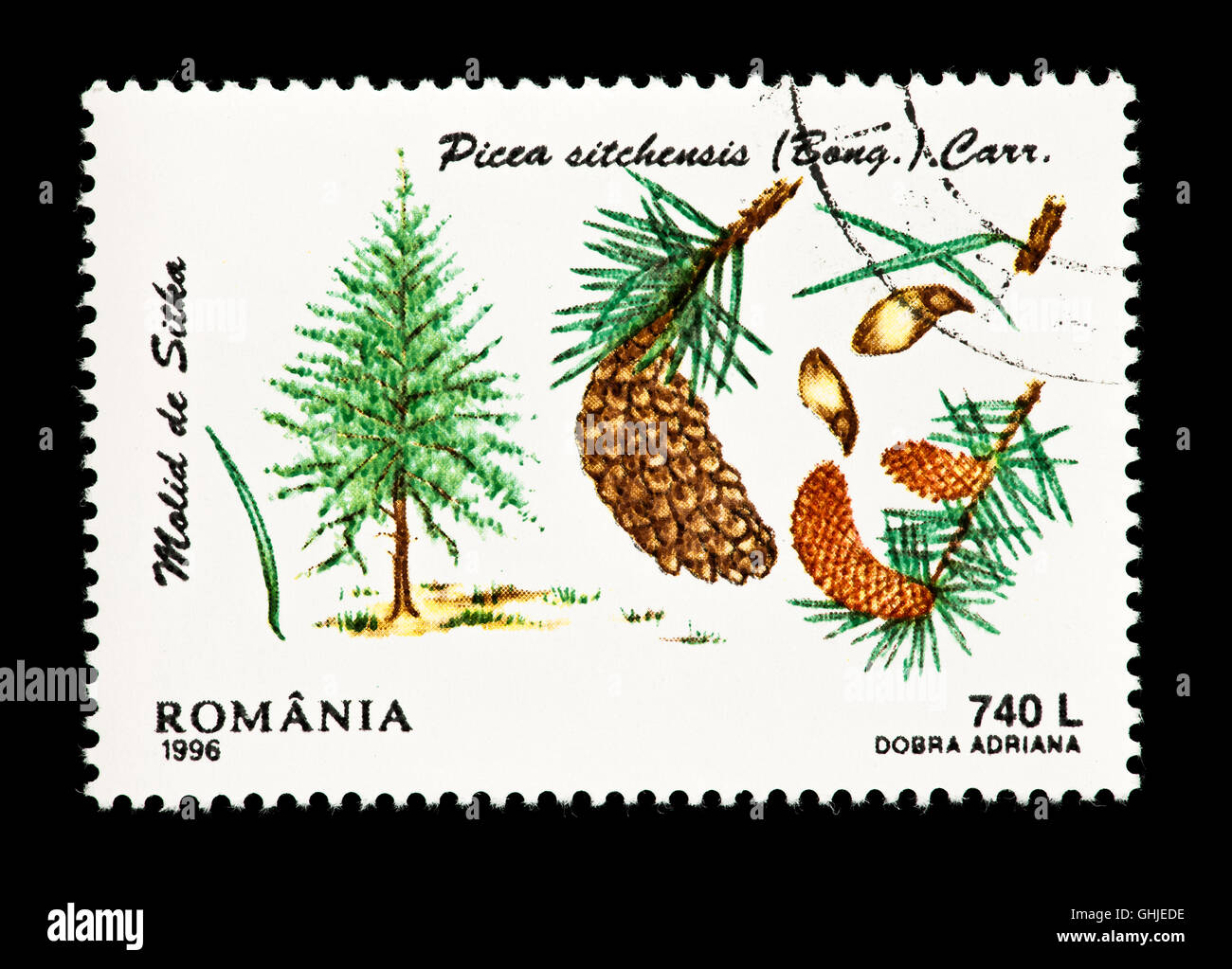 Postage stamp from Romania depicting Sitka spruce (Picea stichensis), tree, needles, cones and seeds. Stock Photo