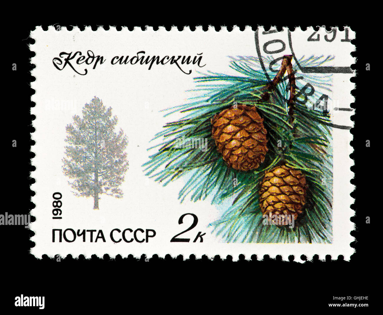 Postage stamp from the Soviet Union depicting Siberian pine, needles and cones. Stock Photo
