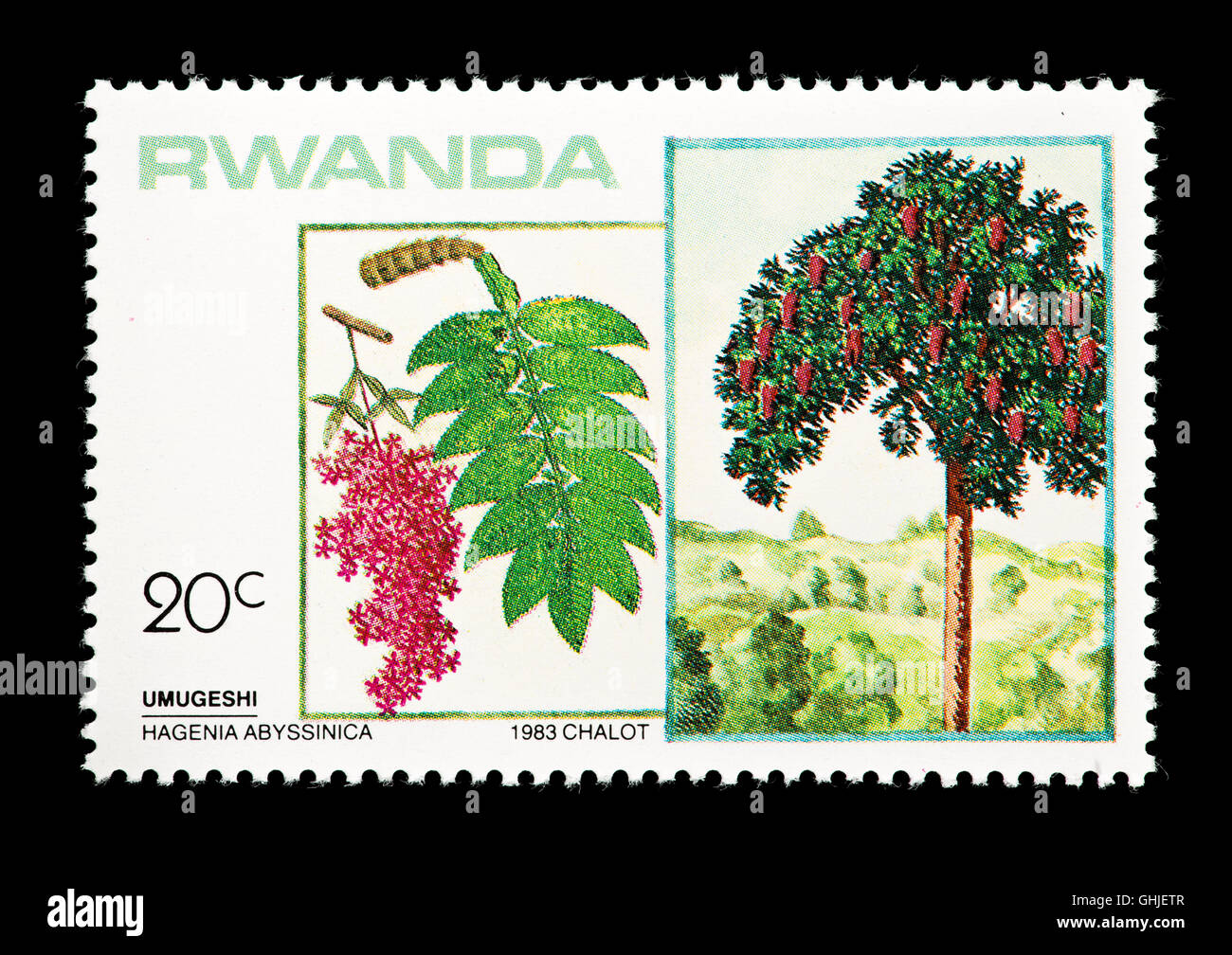 Postage stamp from Rwanda depicting African redwood (Hagenia abyssinica), trees, leaves and fruits Stock Photo
