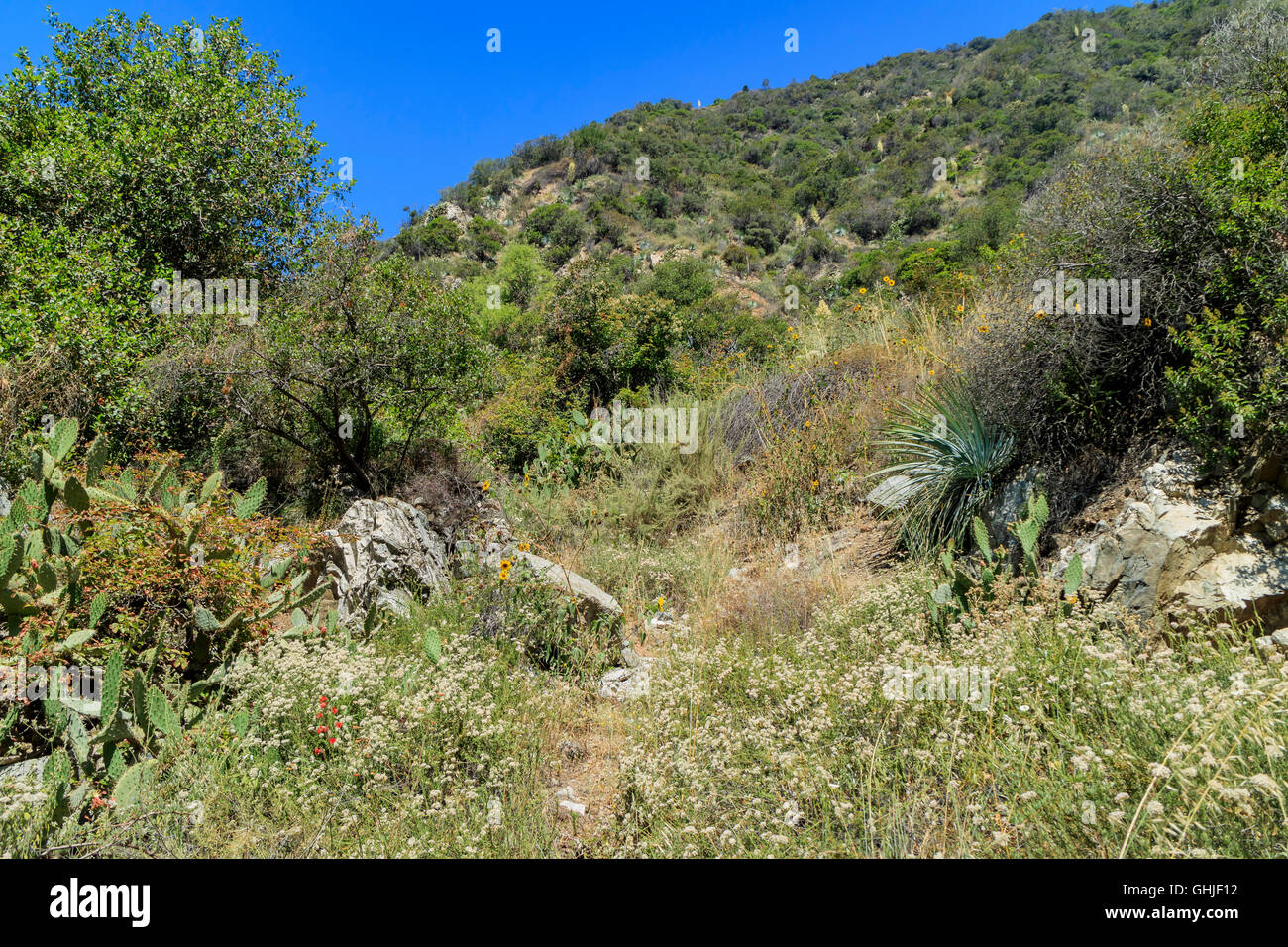 Hiking in Fish Canyon Falls Trail, Los Angeles Stock Photo