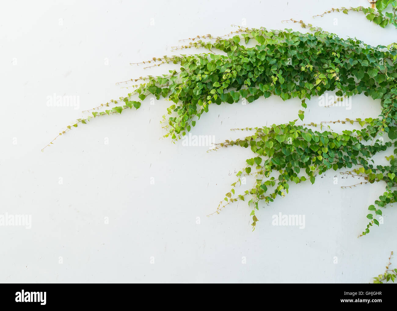 ivy leaves isolated on a white background Stock Photo - Alamy