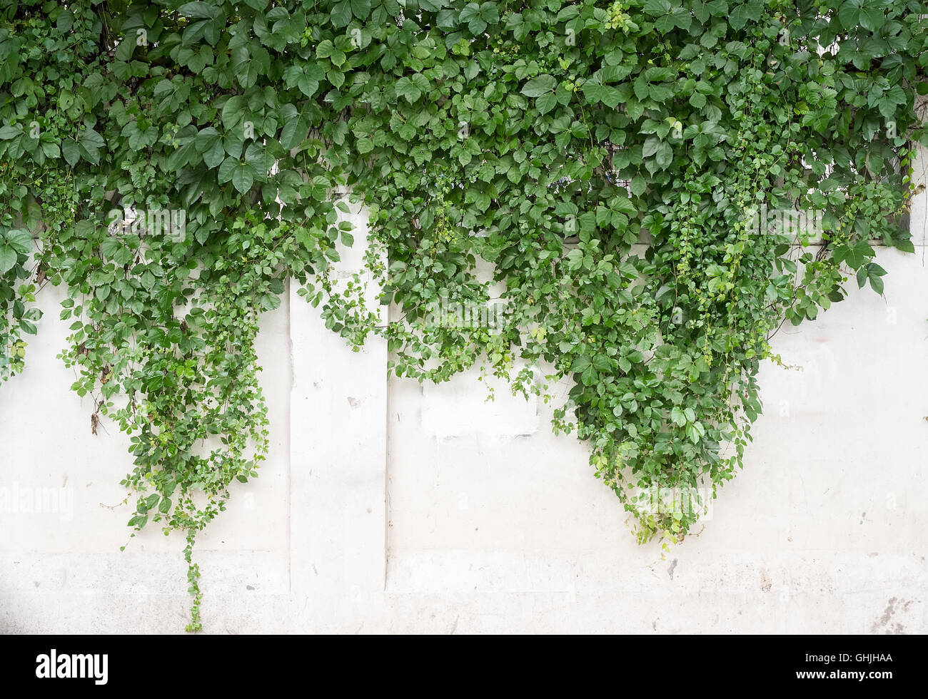 ivy leaves isolated on a white background Stock Photo - Alamy