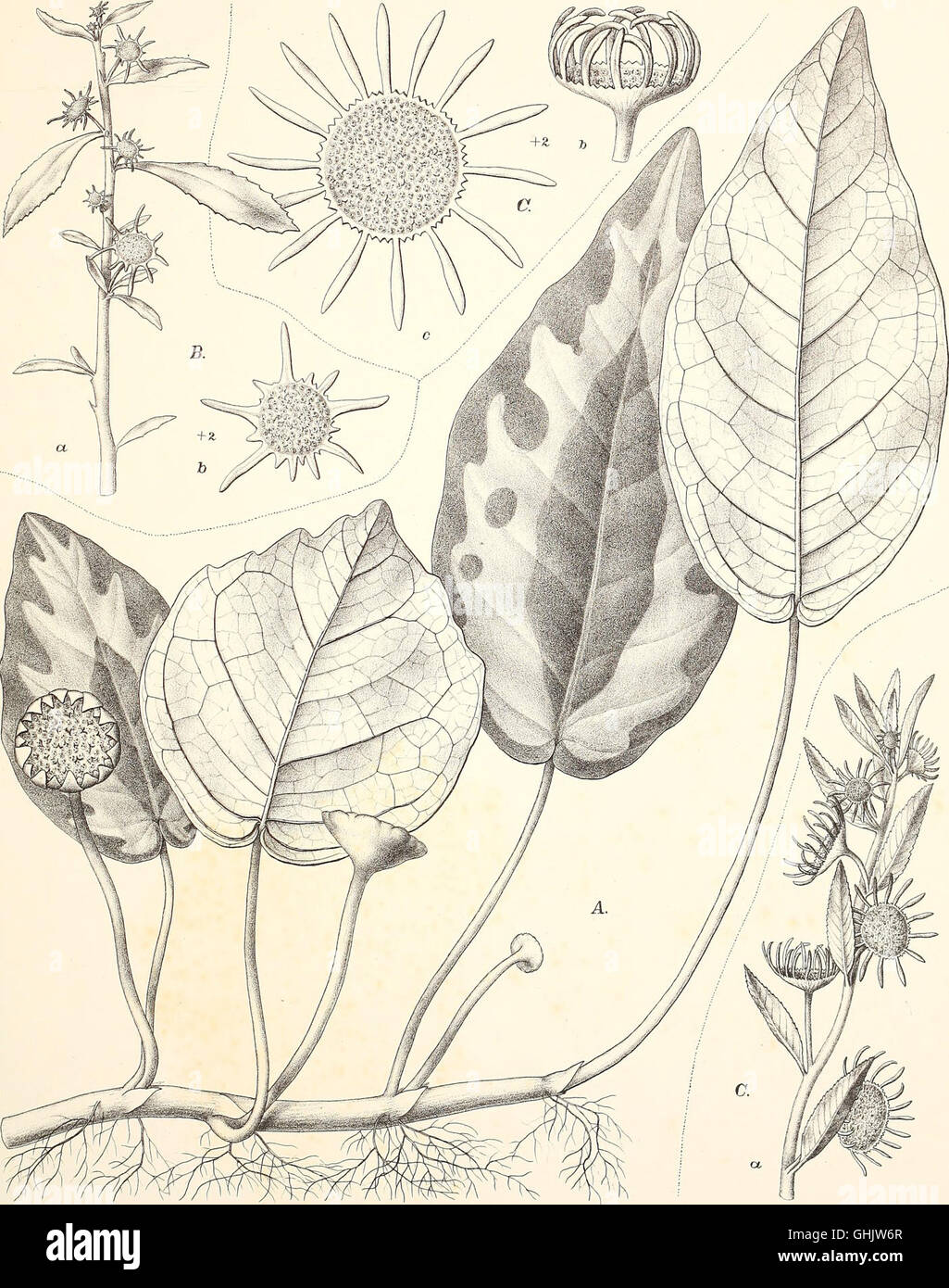 Monographieen afrikanischer PflanzenFamilien und Gattungen (1898