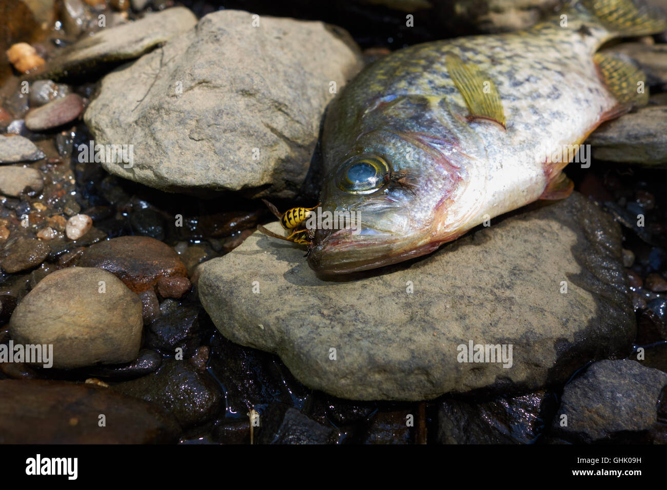 Dead fish in dried up stream bed. California. USA Stock Photo