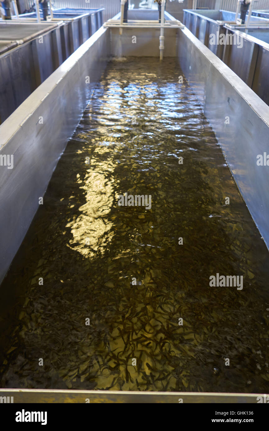 Moccasin Hatchery. USA Stock Photo