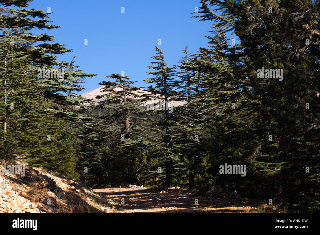 Dirt road in cedar forest. Mountain way, Turkey Stock Photo