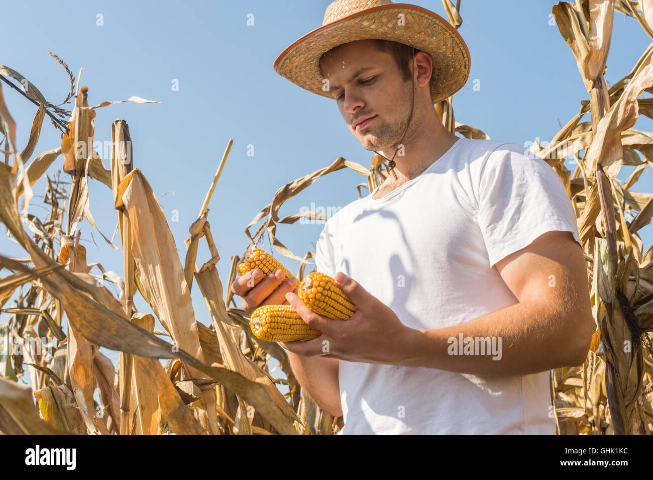 Farmer in corn field harvest hi-res stock photography and images - Alamy